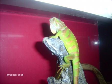 l iguane