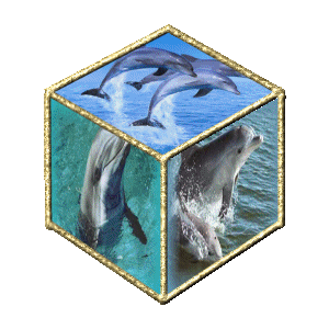 dauphins